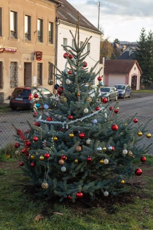 Sázení vánočního stromu Lbín